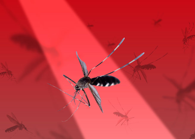 Spotlight_Malaria_Glenmark_656x470 4zevar/stock.adobe.com